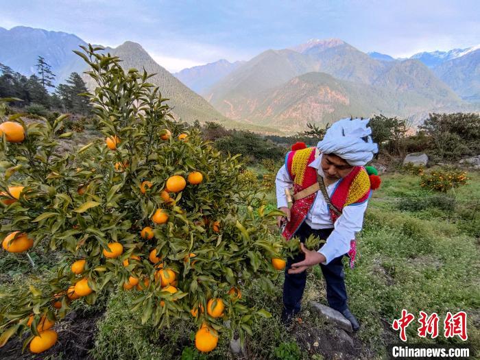 林芝下察隅鎮(zhèn)京都村101畝耙耙柑豐收?！〗w波 攝