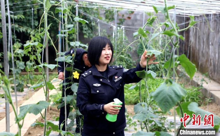 圖為李冬雪在溫室大棚里勞作?！∥鞑爻鋈刖尺叿罊z查總站供圖
