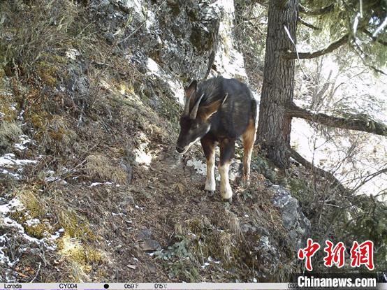 圖為相同位點記錄到的國家二級重點保護野生動物—中華鬣羚?！≈袊茖W(xué)院昆明動物研究所提供