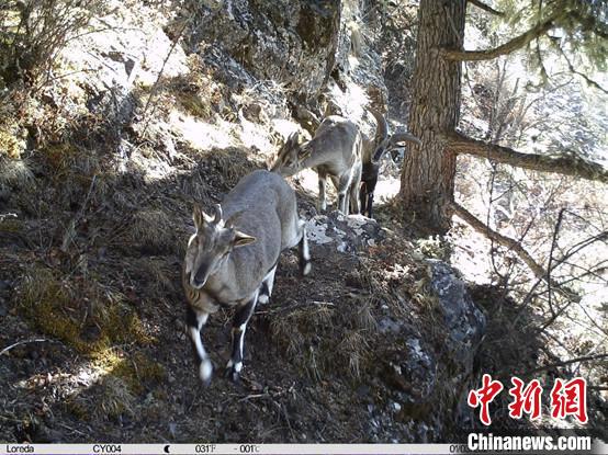 圖為相同位點記錄到的雪豹主要獵物—巖羊?！≈袊茖W(xué)院昆明動物研究所提供