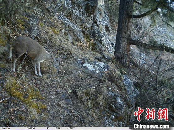 圖為相同位點記錄到的國家一級重點保護野生動物—馬麝。　中國科學(xué)院昆明動物研究所提供