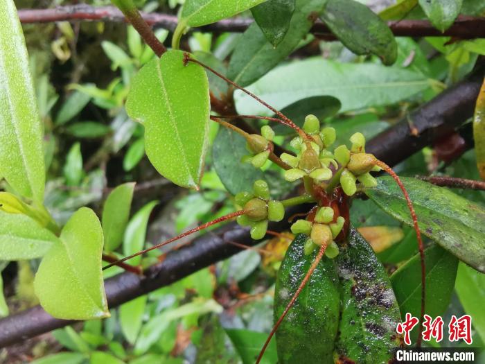 圖為折萼杜鵑果實(shí)圖?！≈锌圃豪ッ髦参镅芯克峁? oldsrc=