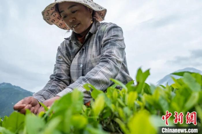 圖為墨脫縣背崩鄉(xiāng)門巴族民眾采摘茶葉。