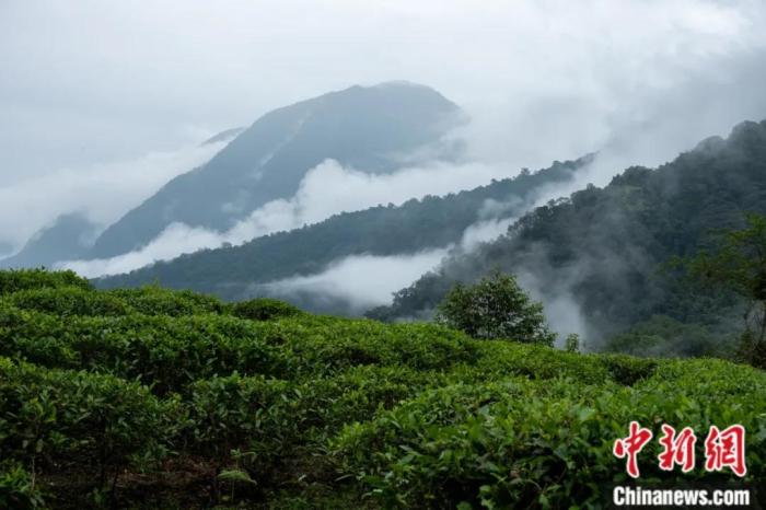 墨脫縣背崩鄉(xiāng)的高山茶場(chǎng)。