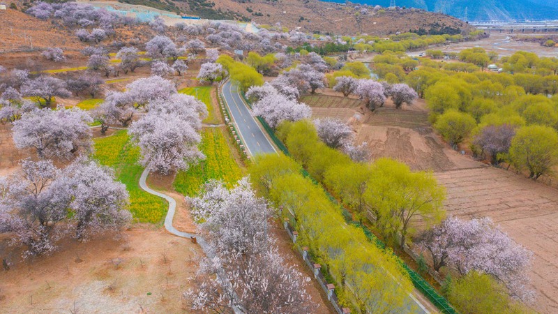 林芝桃花盛開。 張靜攝
