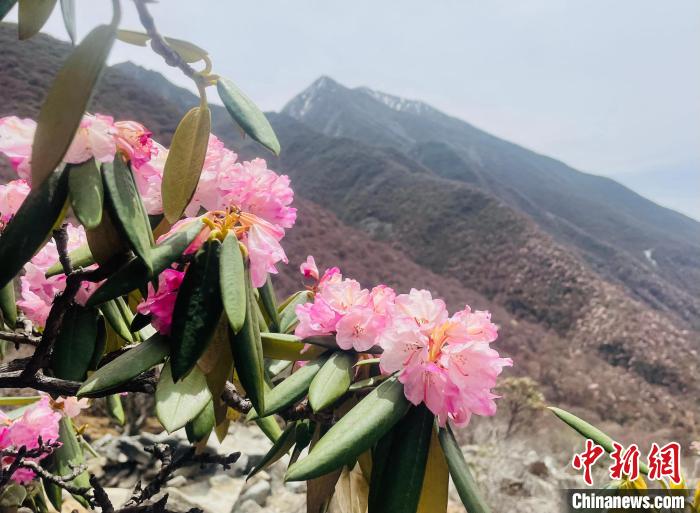 近日，西藏自治區(qū)山南市加查縣索囊溝的杜鵑花競(jìng)相綻放?！∪轿木?攝