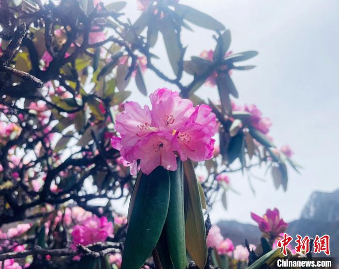 近日，西藏自治區(qū)山南市加查縣索囊溝的杜鵑花競(jìng)相綻放?！∪轿木?攝
