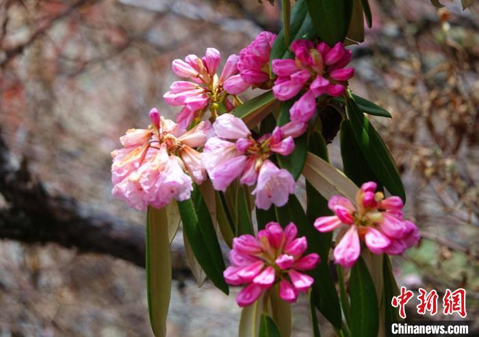 近日，西藏自治區(qū)山南市加查縣索囊溝的杜鵑花競(jìng)相綻放?！∪轿木?攝