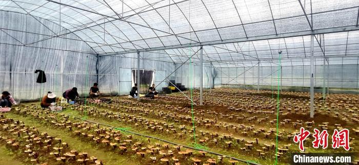 圖為紅太陽(yáng)科技示范家庭農(nóng)場(chǎng)組織民眾采收靈芝?！∑酱胪喙﹫D