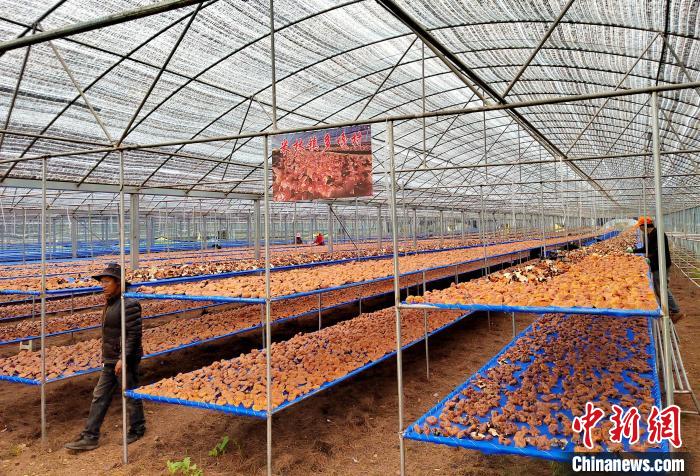 圖為紅太陽(yáng)科技示范家庭農(nóng)場(chǎng)采收的靈芝?！∑酱胪喙﹫D