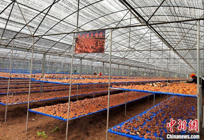 圖為紅太陽(yáng)科技示范家庭農(nóng)場(chǎng)采收的靈芝?！∑酱胪喙﹫D