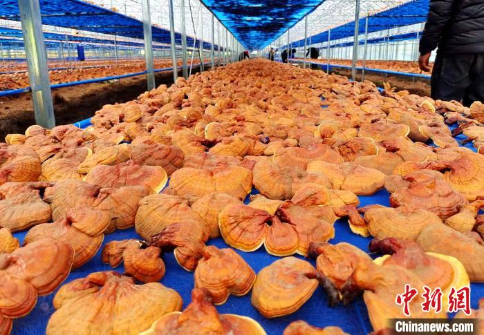 圖為紅太陽(yáng)科技示范家庭農(nóng)場(chǎng)采收的靈芝。　平措旺青供圖