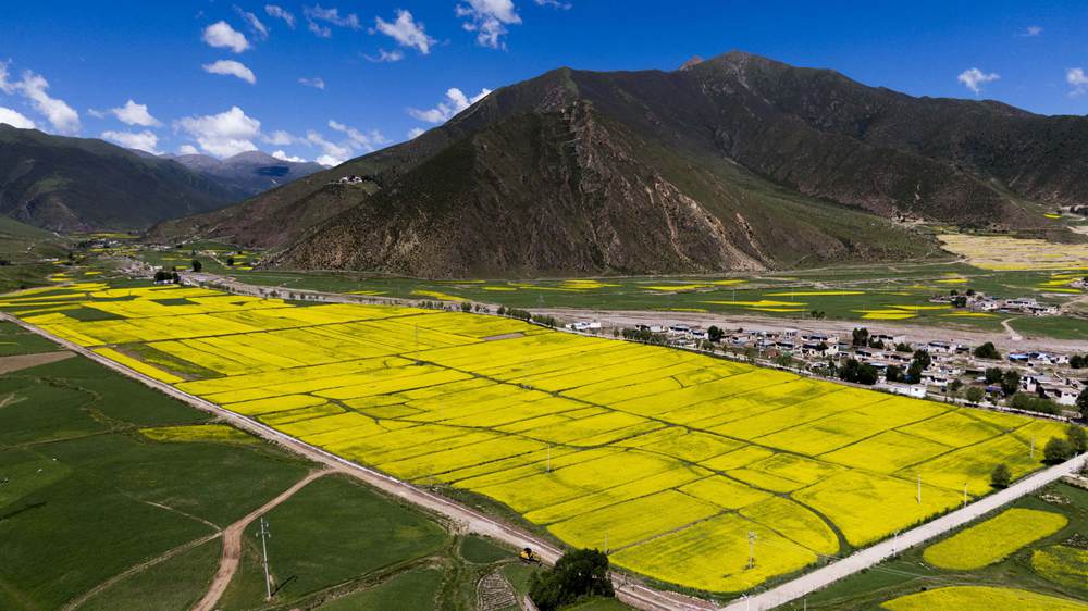 西藏墨竹工卡縣油菜農(nóng)田。