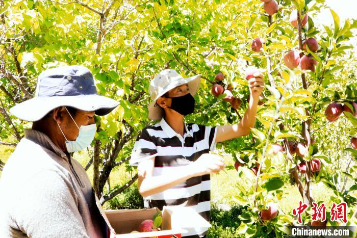 圖為西藏阿里札達(dá)縣底雅鄉(xiāng)村民在自家果園采摘果實(shí)?！“⑼?攝