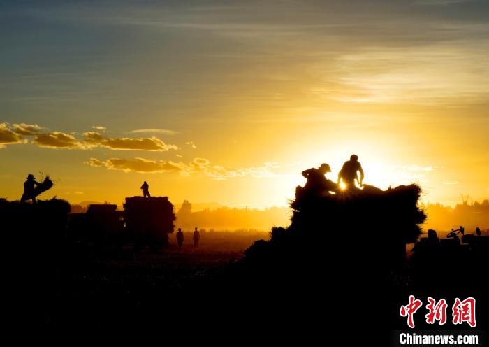 圖為夕陽(yáng)下農(nóng)民正在收割青稞?！∪湛t文聯(lián)供圖