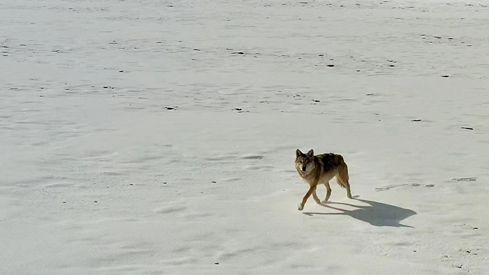 雪地里的阿里“狼”。