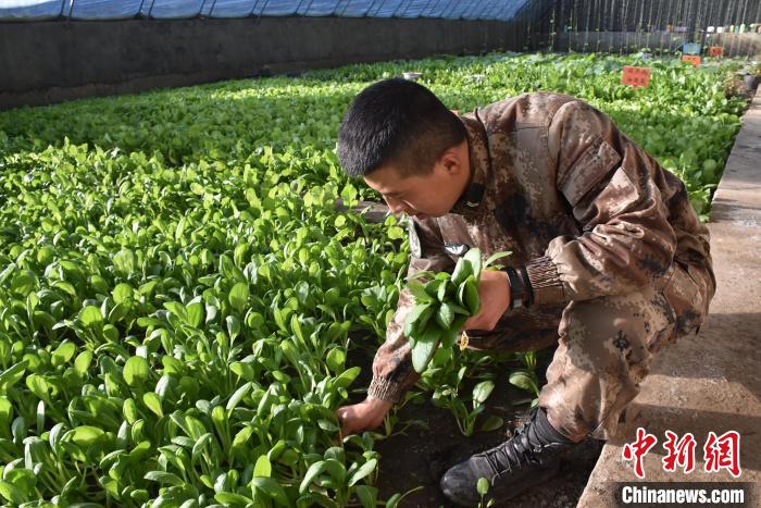 圖為阿里軍分區(qū)某邊防團(tuán)官兵在溫室摘菜?！￡悋[岳 攝