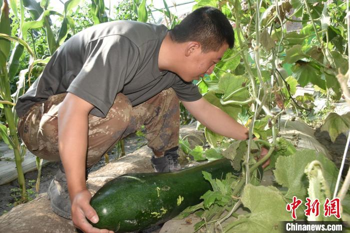 圖為阿里軍分區(qū)某邊防團(tuán)官兵在溫室摘菜。　陳嘯岳 攝