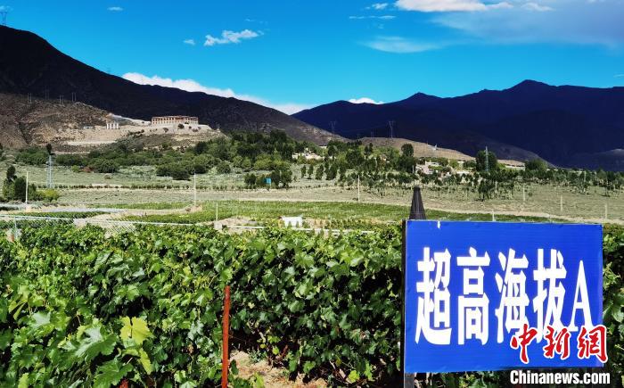 圖為桑日縣種植的葡萄?！∩侥仙Ｈ湛h委宣傳部提供