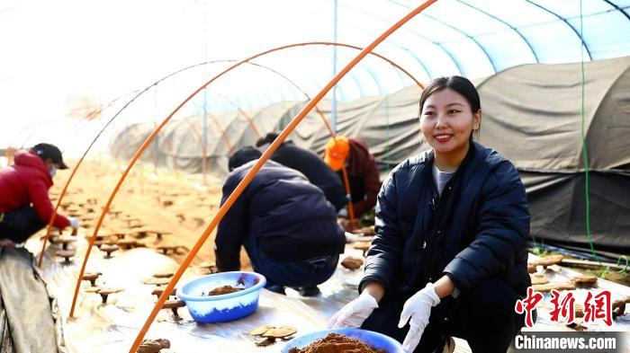 圖為農(nóng)民采收靈芝孢子粉?！∴嚢?攝