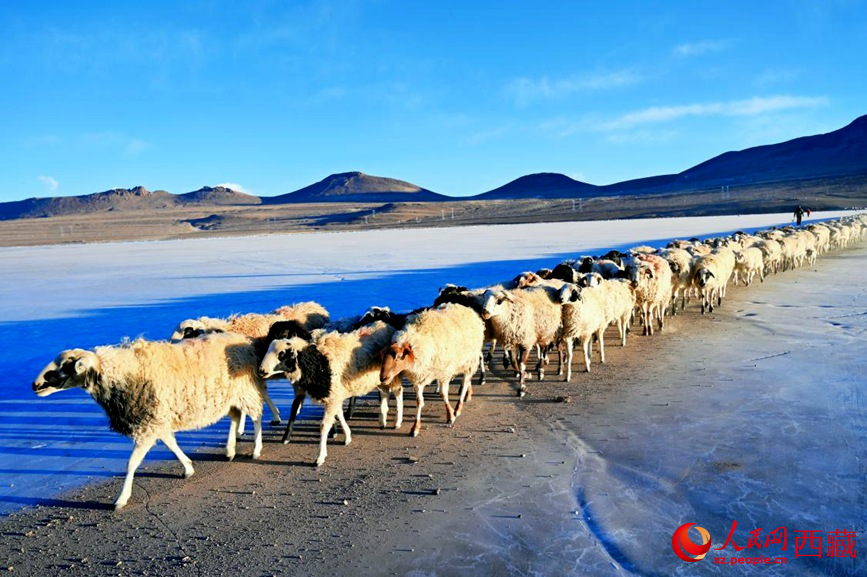 羊群排著隊穿過普莫雍錯。 人民網(wǎng) 李海霞攝