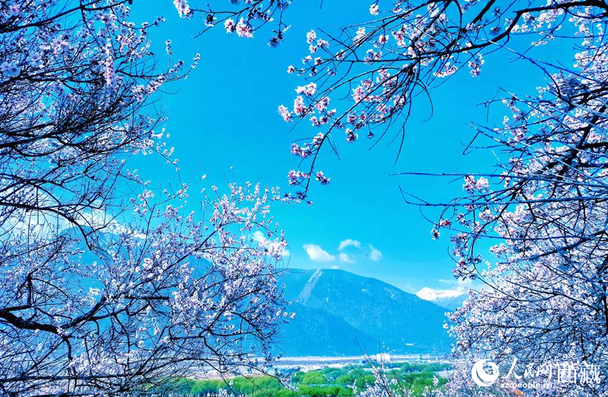 藍(lán)天與桃花相映成趣。 人民網(wǎng) 李海霞攝