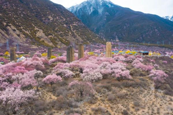 人間桃花源！林芝桃花有多絕？