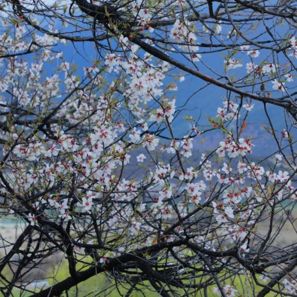 人間桃花源！林芝桃花有多絕？