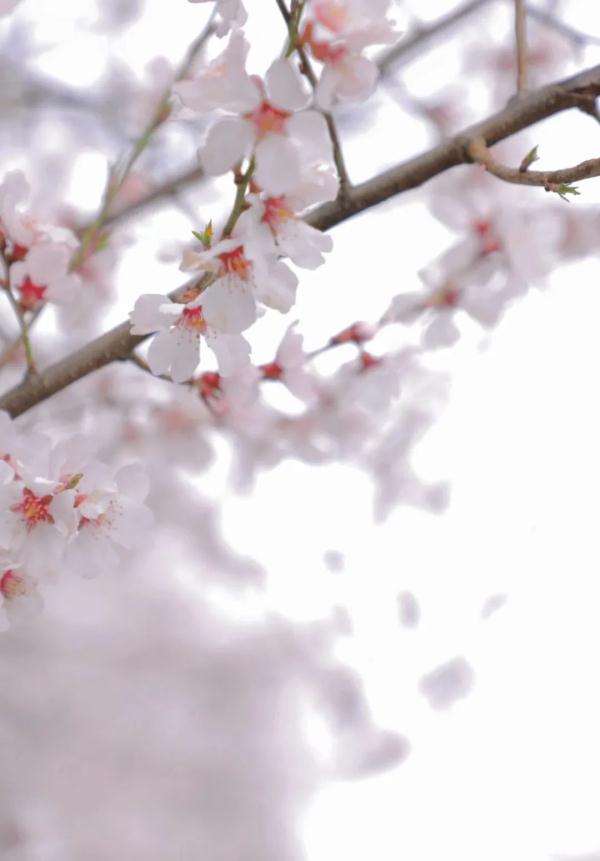 人間桃花源！林芝桃花有多絕？