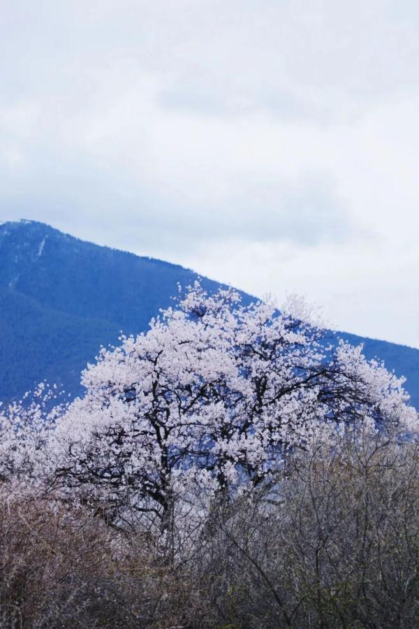 人間桃花源！林芝桃花有多絕？