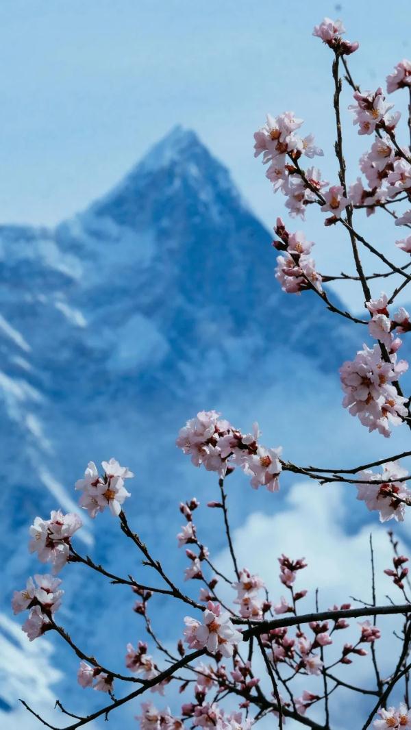 人間桃花源！林芝桃花有多絕？