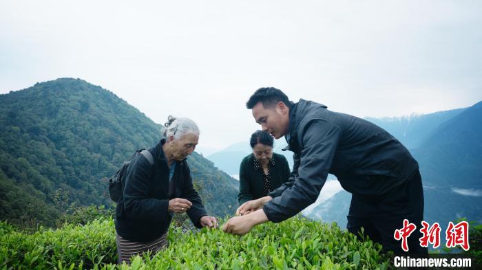 圖為銀發(fā)旅游體驗團兩位老人體驗采茶?！∥鞑貙ｍ椔糜螀f(xié)會供圖