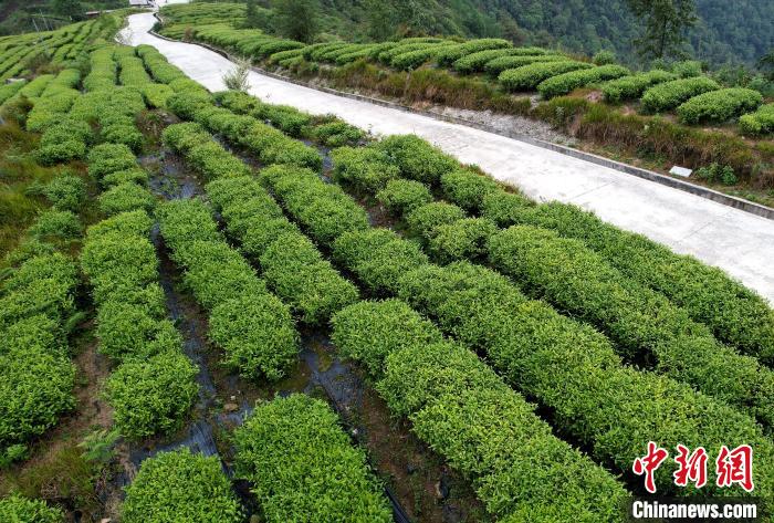 圖為西藏林芝市墨脫縣背崩鄉(xiāng)格林村山頂?shù)木坝^茶園。(無人機(jī)照片) 李林 攝