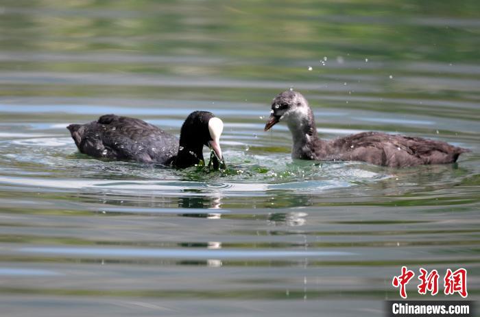 圖為6月22日，棲息在拉魯濕地內(nèi)的古頂雞?！±盍?攝