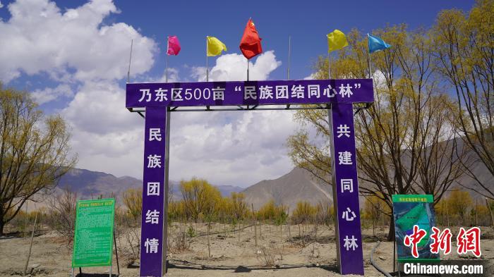 圖為“民族團結同心林”項目?！∧藮|融媒供圖
