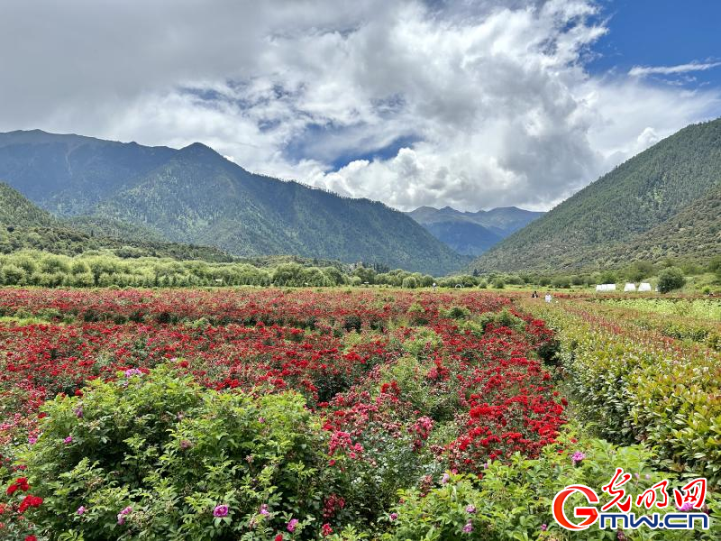 我們的家園丨工布花谷：高原花開香飄全國，產(chǎn)業(yè)經(jīng)濟(jì)增收致富