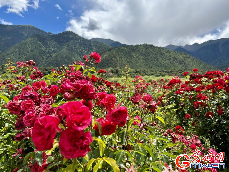 我們的家園丨工布花谷：高原花開香飄全國，產(chǎn)業(yè)經(jīng)濟(jì)增收致富