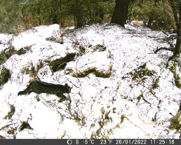 西藏色季拉山發(fā)現(xiàn)雪豹、白頰獼猴等多種珍稀野生動物