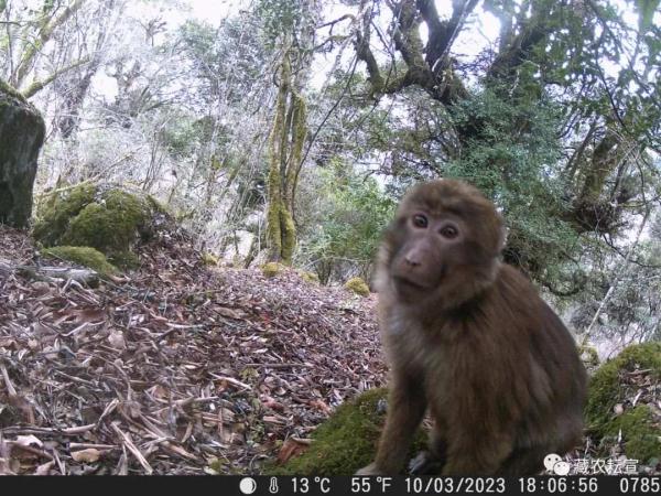 西藏色季拉山發(fā)現(xiàn)雪豹、白頰獼猴等多種珍稀野生動物