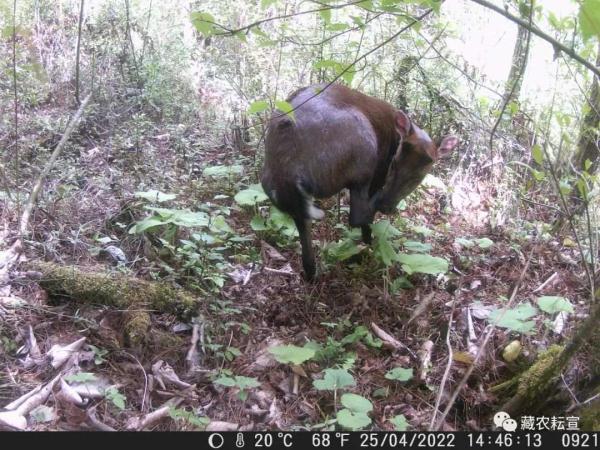 西藏色季拉山發(fā)現(xiàn)雪豹、白頰獼猴等多種珍稀野生動物