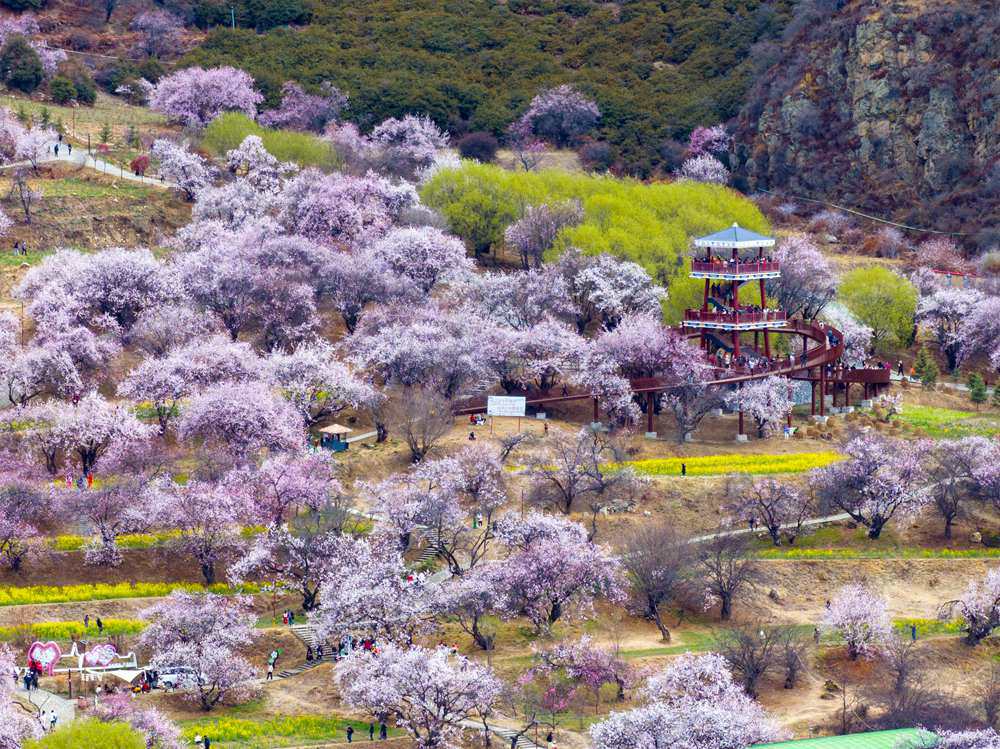 桃花盛開(kāi)惹人醉，八方游客賞花來(lái)。徐馭堯攝