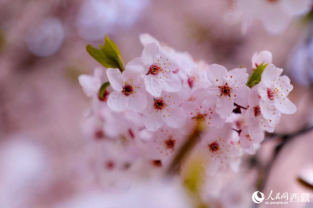 桃花盛開(kāi)惹人醉。人民網(wǎng)記者 次仁羅布攝