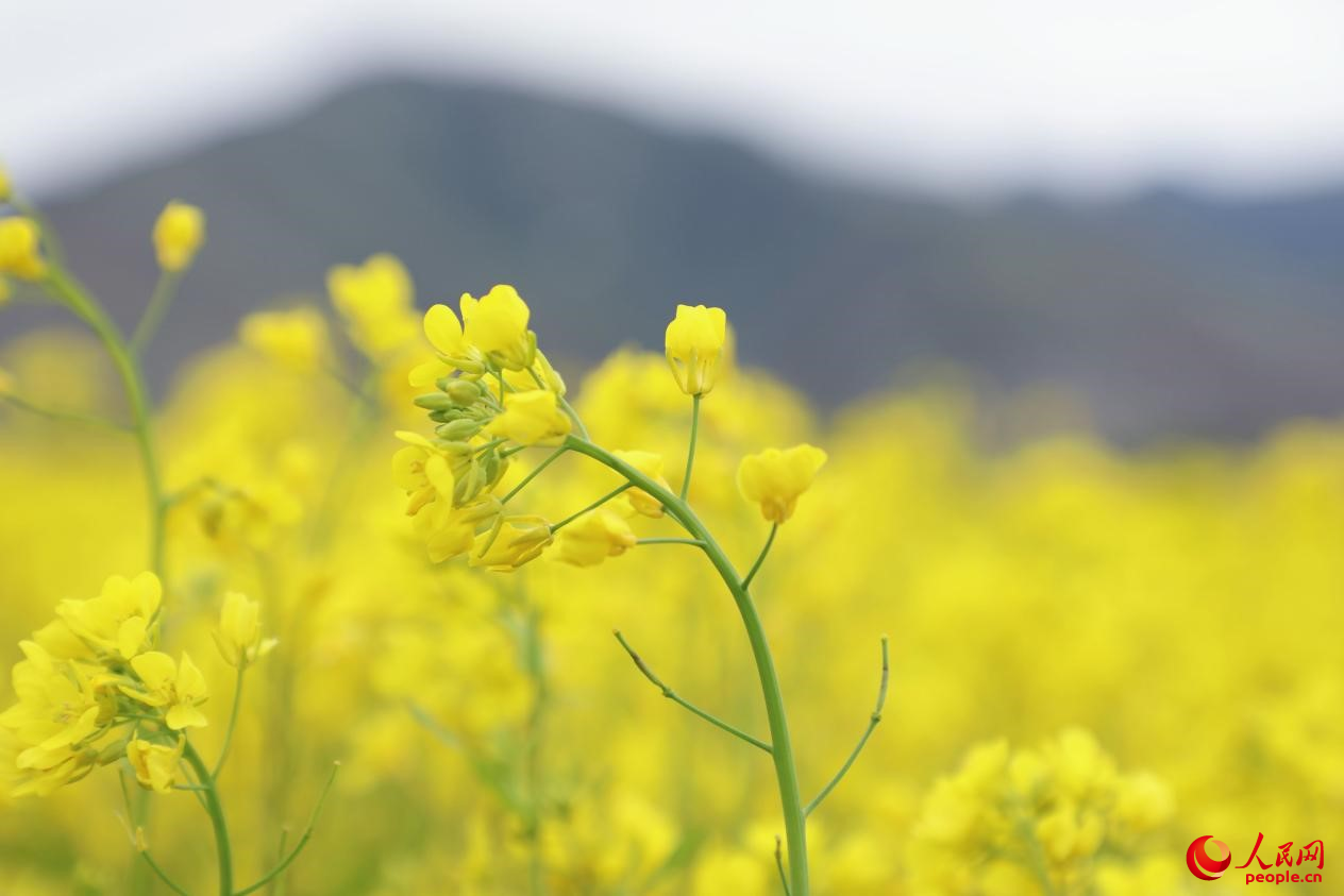 金色油菜花鋪滿大地。 人民網(wǎng) 李海霞攝