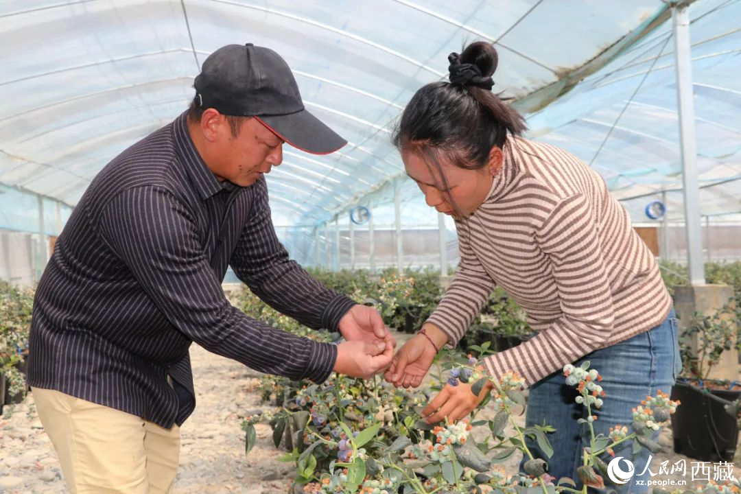 技術員劉家平和措姆在溫室大棚檢查藍莓的長勢。次仁龍布攝