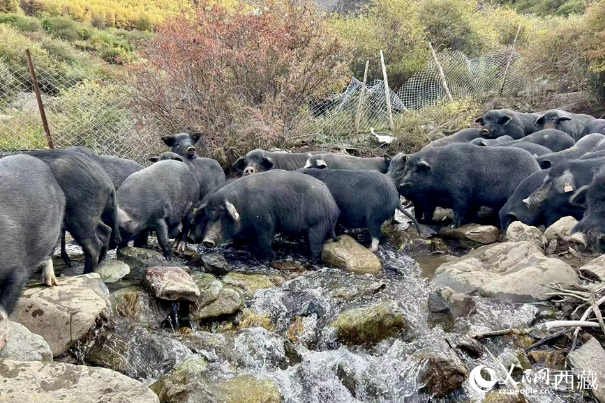 高山放養(yǎng)的藏香豬。人民網(wǎng)記者 次仁羅布攝