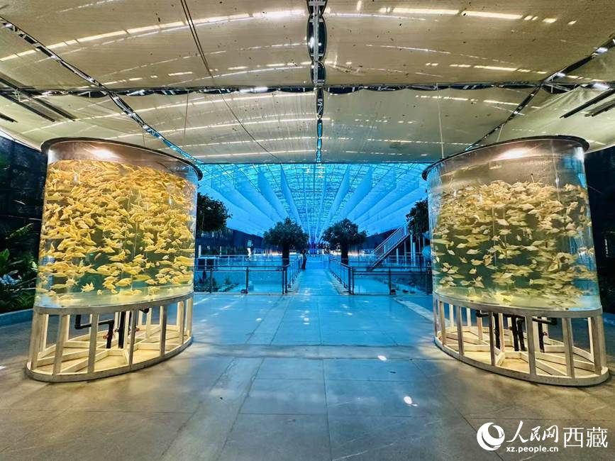 西普海洋公園。人民網(wǎng)記者 次仁羅布攝