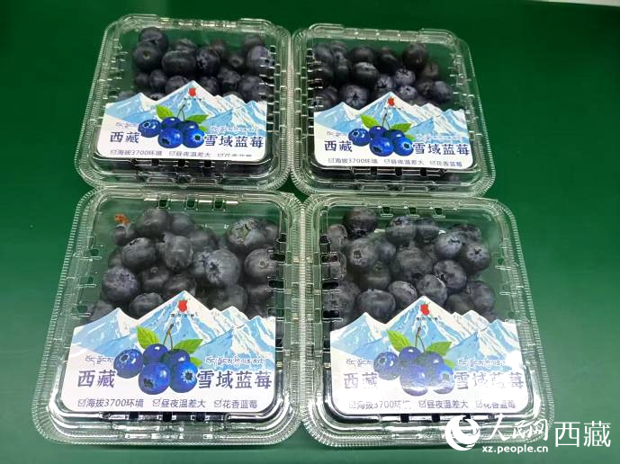 西藏雪域藍(lán)莓。羅雨欣攝