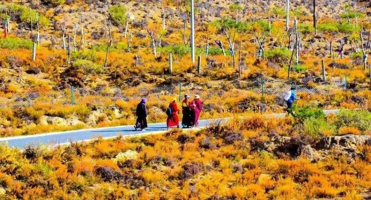 懂西藏的人，一定不會(huì)錯(cuò)過林芝的秋天