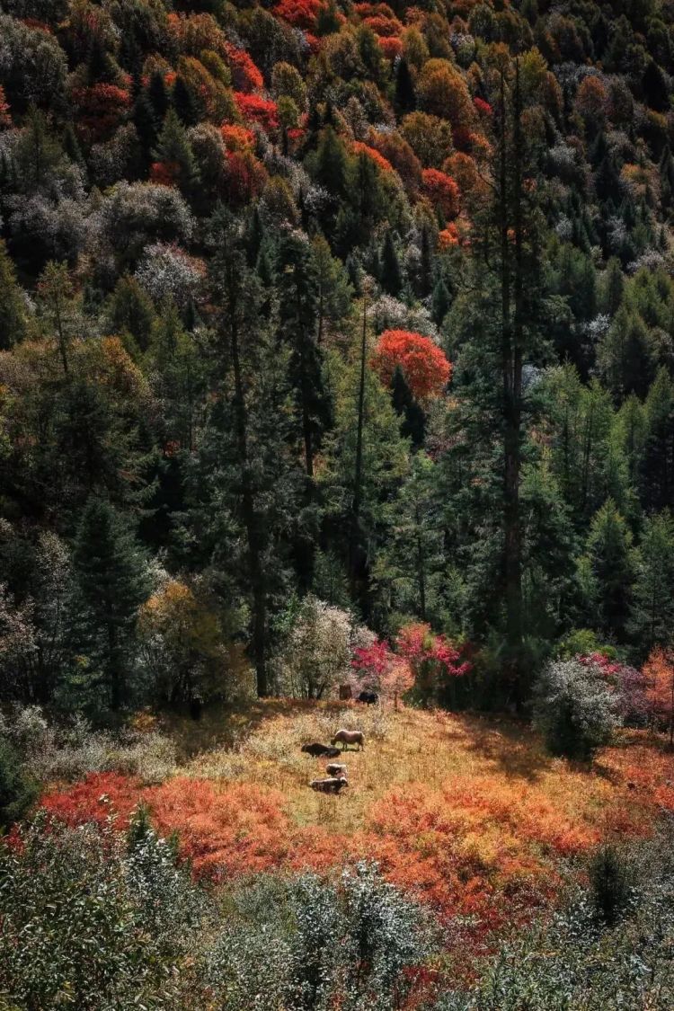 懂西藏的人，一定不會(huì)錯(cuò)過林芝的秋天