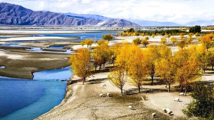 懂西藏的人，一定不會(huì)錯(cuò)過林芝的秋天